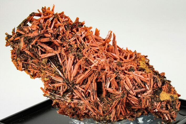 Bright Orange Crocoite Crystal Cluster - Tasmania #206950